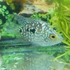 【生き物】バルーン・テキサスシクリッド。人工水草投入。（2026/02/28）
