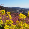 【関東】冬でも花見ハイキングが楽しめる山