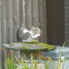 猛烈な雨が降っても