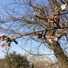 鎌倉の桜