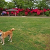 千秋公園のつつじとともに