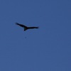 Wedge-tailed Eagle  オナガイヌワシ