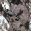 新緑の囀りも満開の桜色も