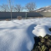 🌳命の木　「春の気配💓」