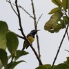 キバラタイヨウチョウ(Olive-backed Sunbird)など