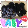 ハニーbaby25日目