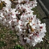 ♡ 桜の開花情報 ♡ ＠飯田市｜見頃やアクセスの情報を写真満載でお届け♪