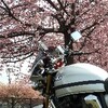 桜とバイク（バイクのコンディション確認のため、近距離ツーリング）