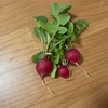 幼稚園で育てたラディッシュ持ち帰りました。