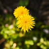 1か月ぶりの植物園 Ⅰ