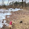 曇り空と雪残るお庭で