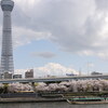 浅草隅田公園　桜とスカイツリー