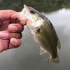 今週の釣果報告🎣茨城県つくば市某池