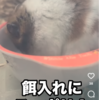 餌入れにちょうど収まるおはぎ🐹