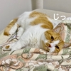 力尽きた金曜日。愛猫の添い寝で即回復w