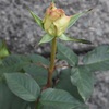 蕾が大きくなりました