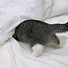 飼いネコは命を落とすかも？