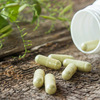Which Kratom is  Recommended for  Hurting?  As well as how will it  have an effect on your body  and also your  quality of life?