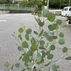 おすすめ植物～7月18日！ユーカリ3種類入荷♪　ユーカリシレネア　ユーカリポポラス　ユーカリムーンラグーン！　#ユーカリ #植木 #シンボルツリー #garden #ガーデニング #flowers #植物 #flower #園芸 #beauty #flowerslovers