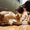 猫フード備忘録