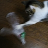 丸めたビニール袋でじゃれる猫