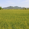 ふるさとは実りの初夏