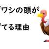 【生き物雑学】動物の知ってる様で知らない話！おもろか雑学【豆知識 トリビア 面白い】