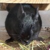 くろごまあん二世 180日目