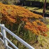 ドウダンツツジの紅葉の始まり