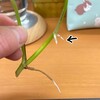まぁるいモフモフからかわいい姿へ