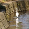 千川上水_サギ君・・（東京都武蔵野市）