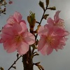 カワヅサクラ開花