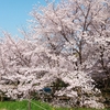 雑記！今日もダイエットの為に自転車に乗りまくった！お花見もしたよ！ なドテ煮男