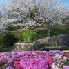 　ハート形の芝桜と櫻