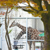 京都市立動物園