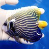 【現物6】タテジマキンチャクダイ 12cm±! 海水魚 ヤッコ 15時までのご注文で当日発送【ヤッコ】