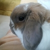 イケメンうさぎ君、らしいです
