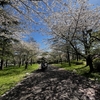 舎人公園の桜模様