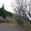 栃木市の出流では冬にも桜が咲きます。2023年11月下旬。