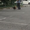 （日高・飯能）　名栗鉱泉から高麗神社　　（１２６日目）