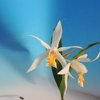 Coelogyne cumingii