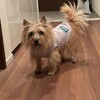 きなこ、ちょこちょこ出歩く