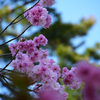 彌彦神社の桜苑　Ⅰ