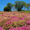 【太田和つつじの丘】斜面を染める5万本のツツジが絶景の公園へ