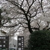 東久留米の桜