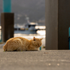 東北東部北離島のねこさん