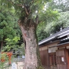 一言主神社のムクロジ