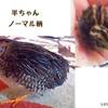 ガチャ的ランダムカラー