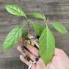 25日目：アボカドがある生活③