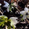 春の花を訪ねて〈230214〉Visiting spring flowers